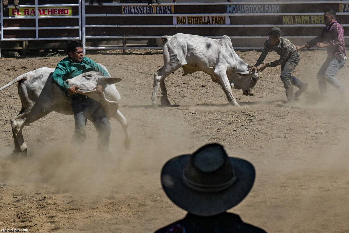 ركوب الثيران
