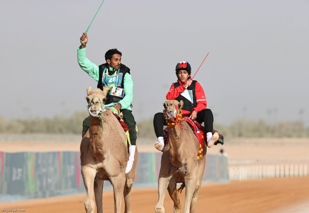 منافسات الهجن