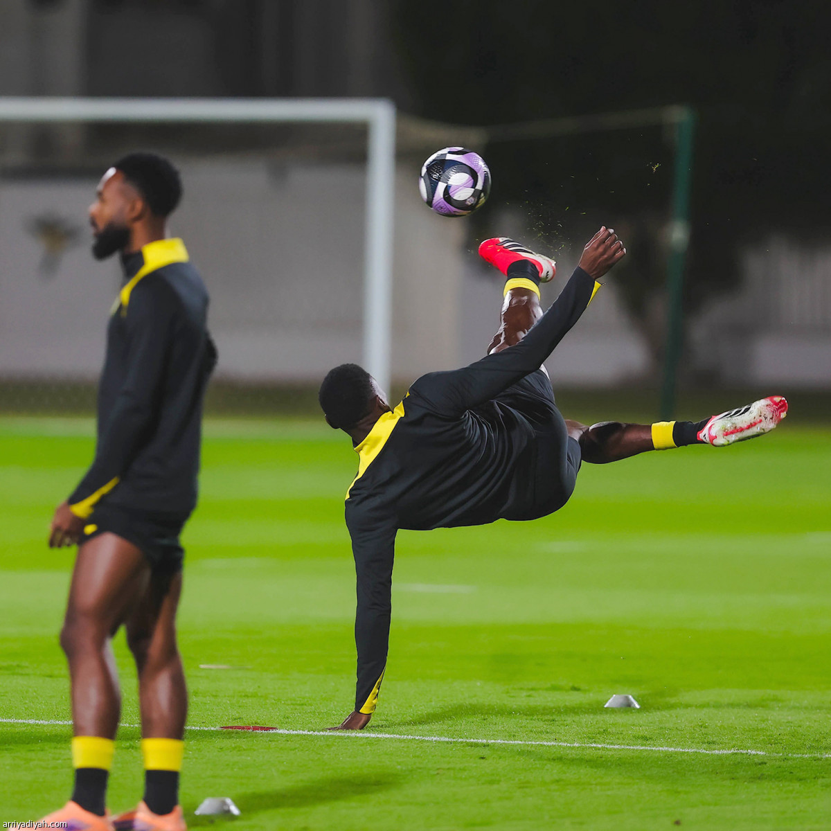 النمور تعاود الركض